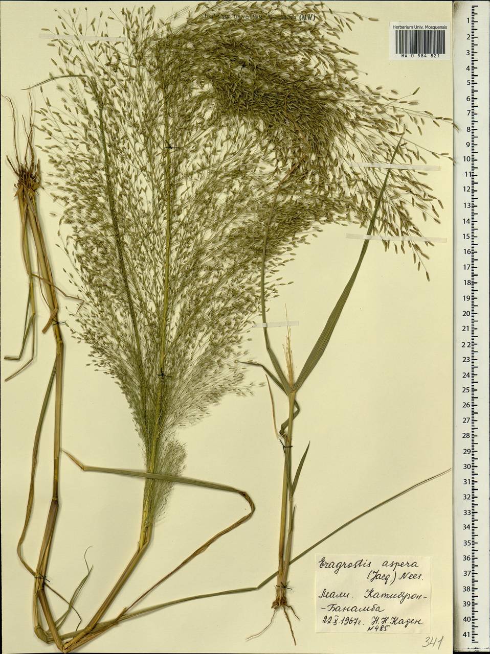 Eragrostis aspera (Jacq.) Nees, Africa (AFR) (Mali)