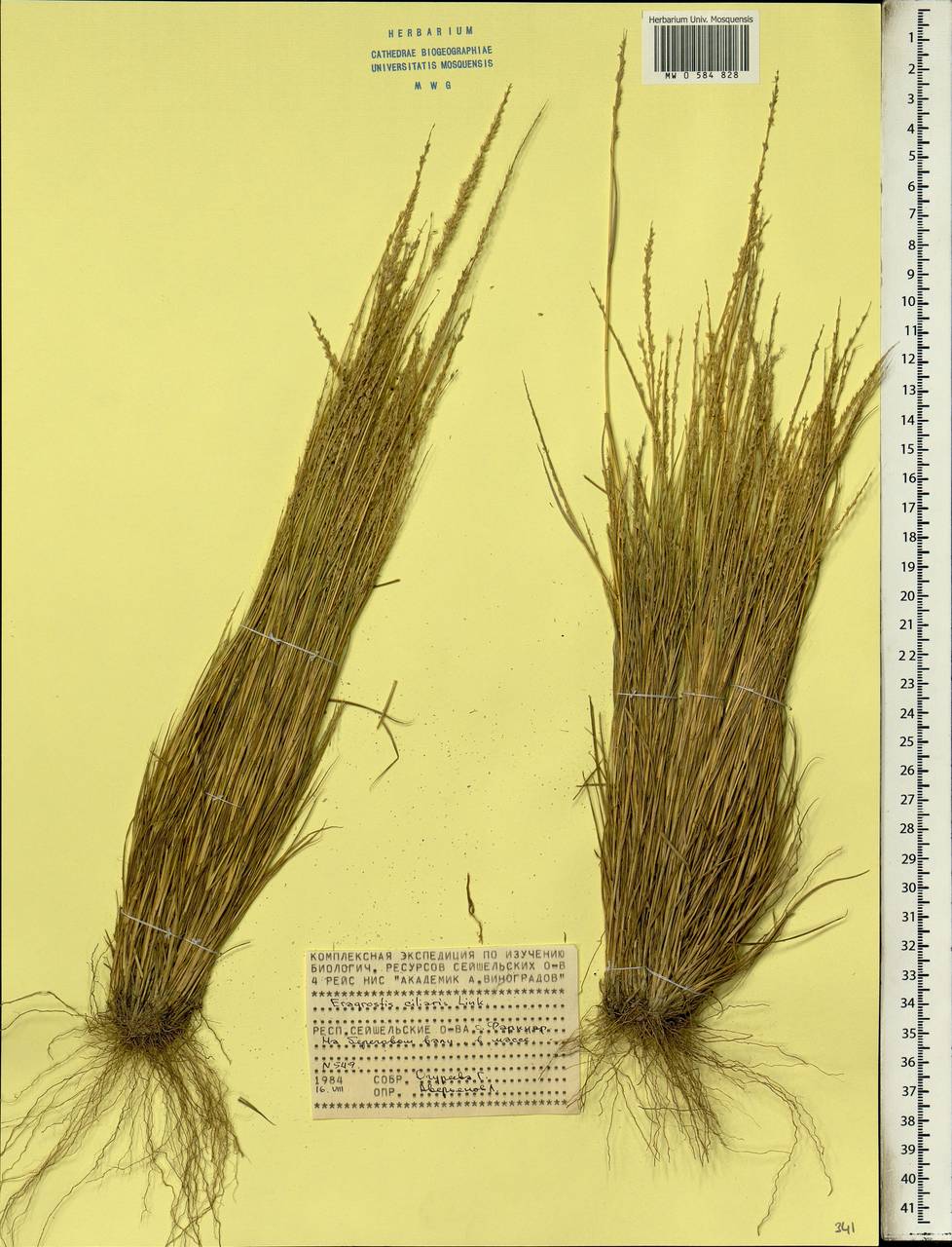 Eragrostis ciliaris (L.) R.Br., Africa (AFR) (Seychelles)
