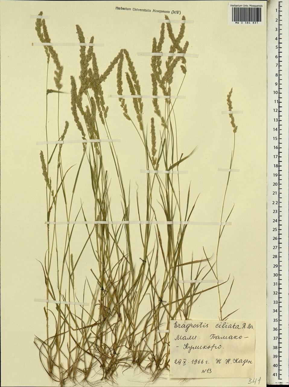 Eragrostis ciliaris (L.) R.Br., Africa (AFR) (Mali)