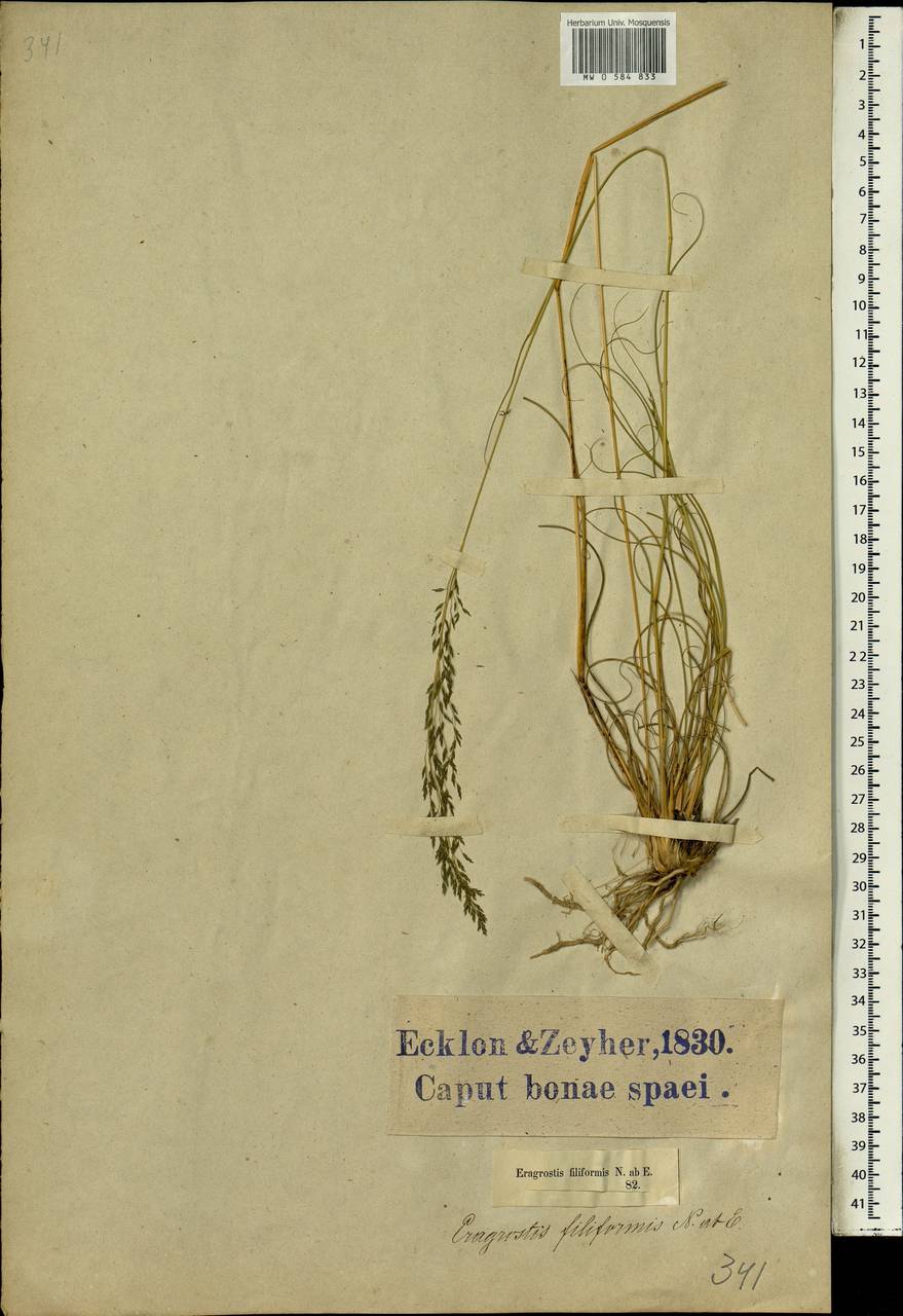 Eragrostis curvula (Schrad.) Nees, Africa (AFR) (South Africa)