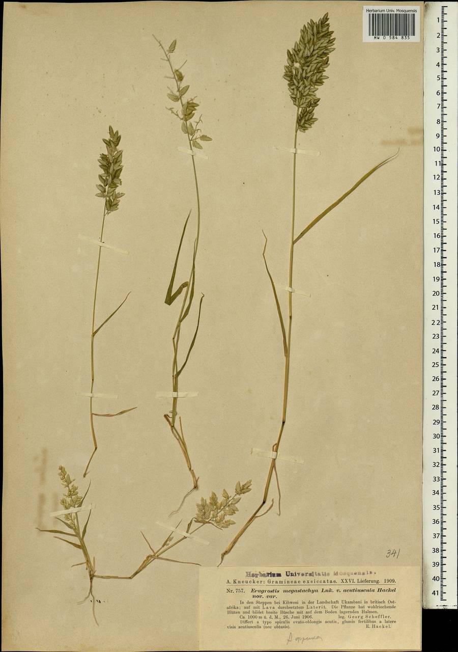 Eragrostis cilianensis (All.) Janch., Africa (AFR) (Kenya)
