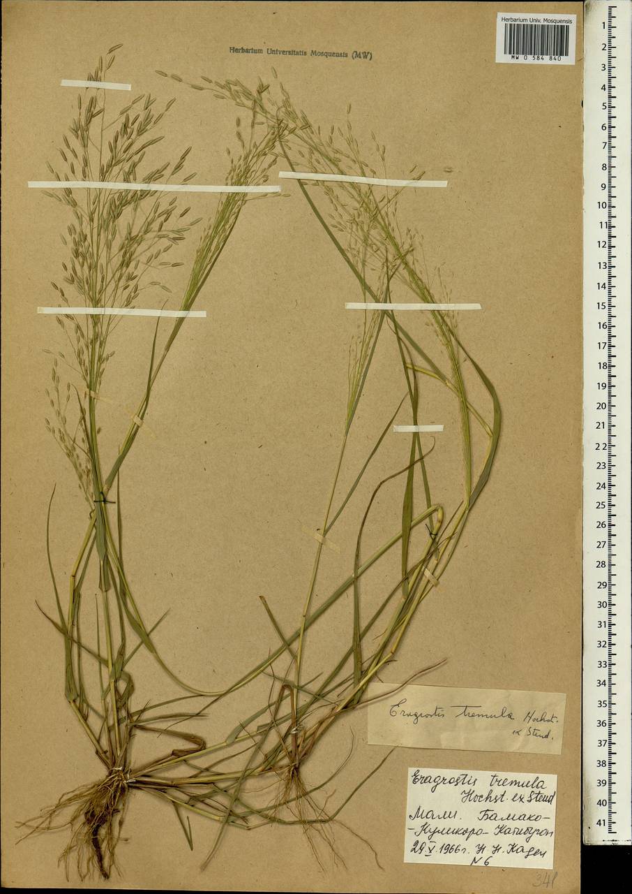 Eragrostis tremula Hochst. ex Steud., Africa (AFR) (Mali)