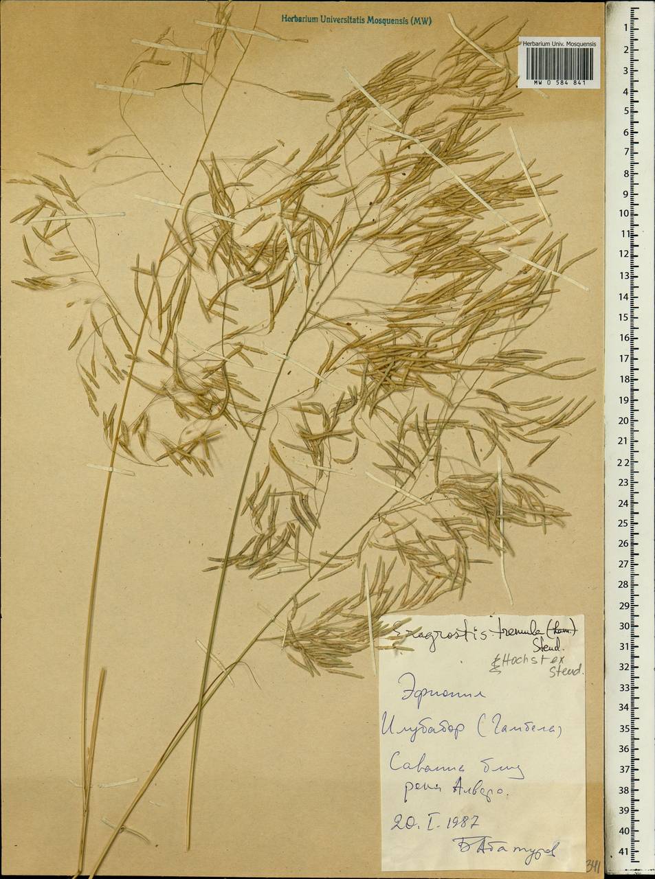 Eragrostis tremula Hochst. ex Steud., Africa (AFR) (Ethiopia)