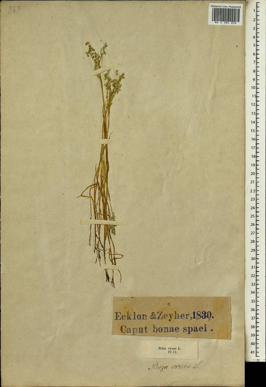 Briza minor L., Africa (AFR) (South Africa)