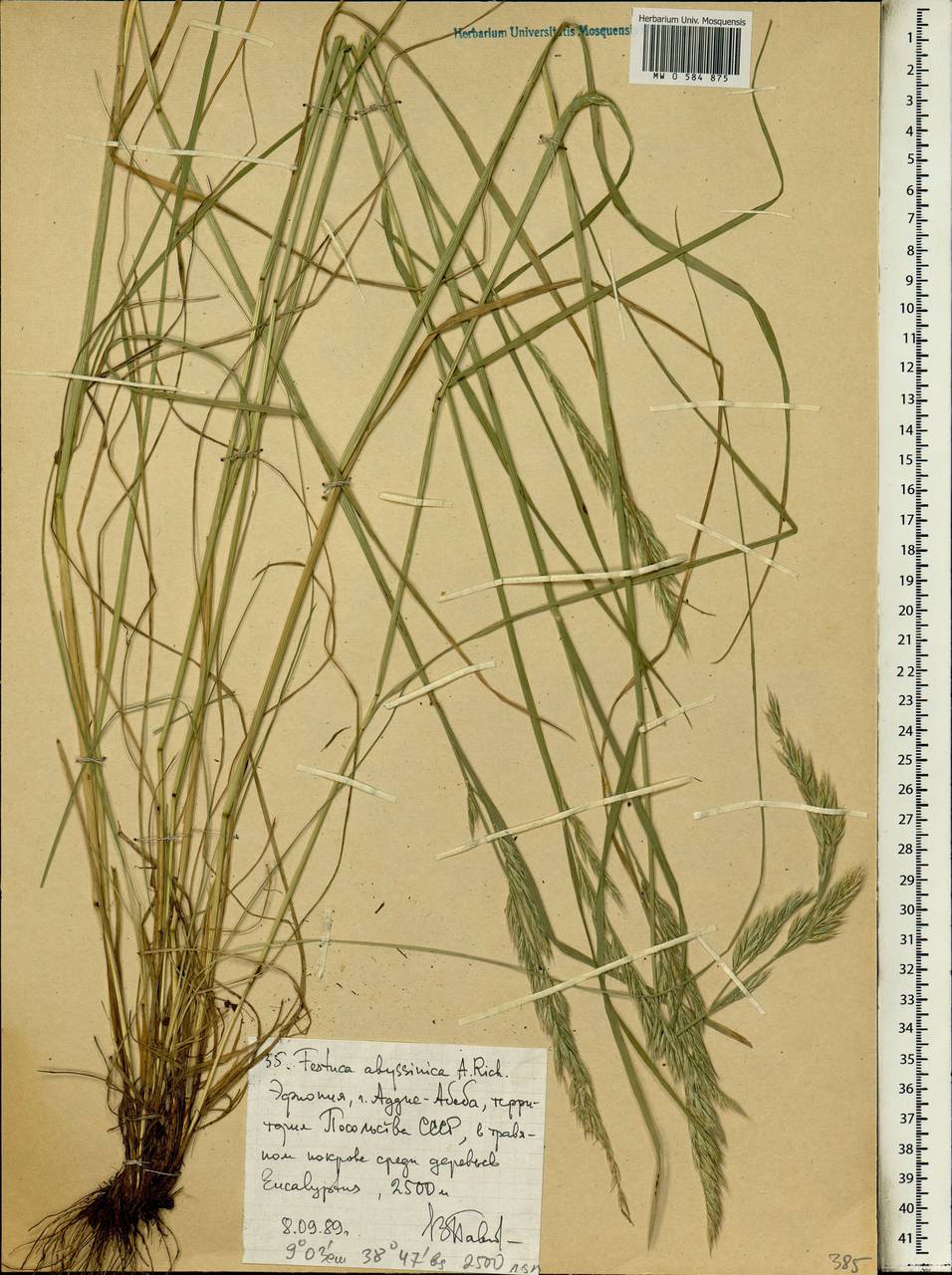 Festuca abyssinica A.Rich., Africa (AFR) (Ethiopia)