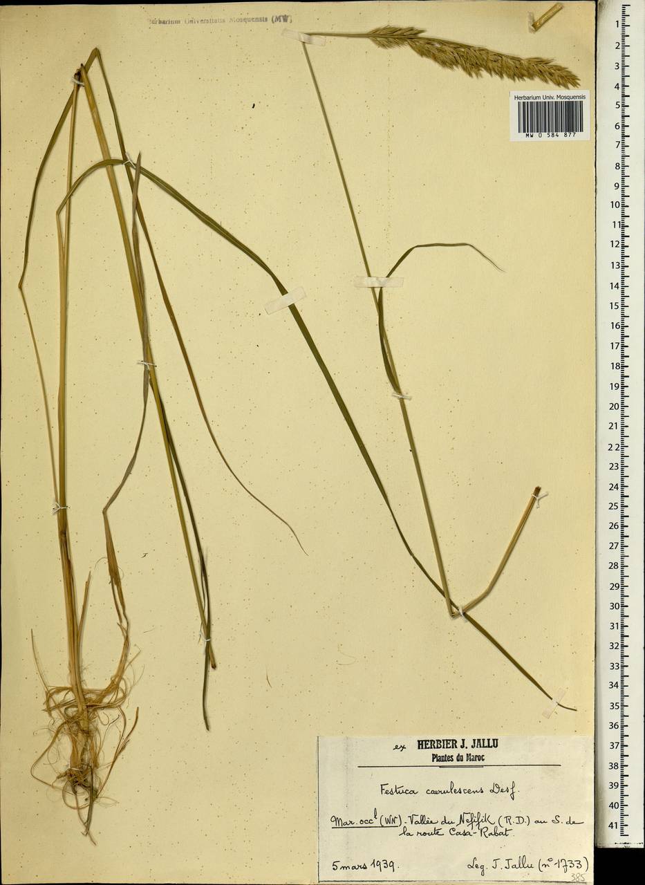 Festuca arundinacea Schreb. , nom. cons., Africa (AFR) (Morocco)