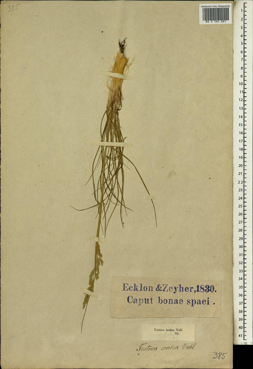 Festuca scabra Vahl, Africa (AFR) (South Africa)