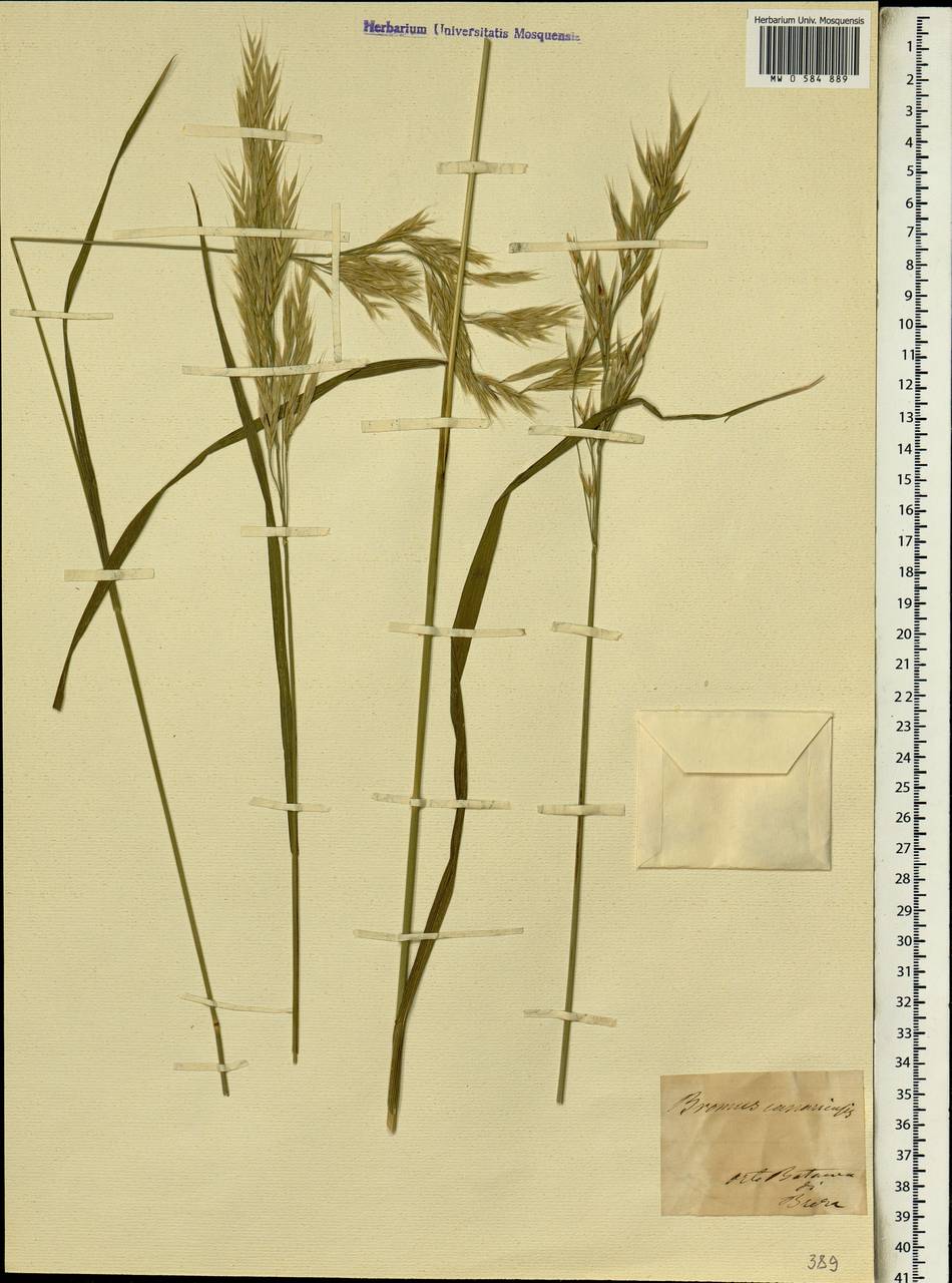 Bromus lanceolatus Roth, Africa (AFR) (Portugal)