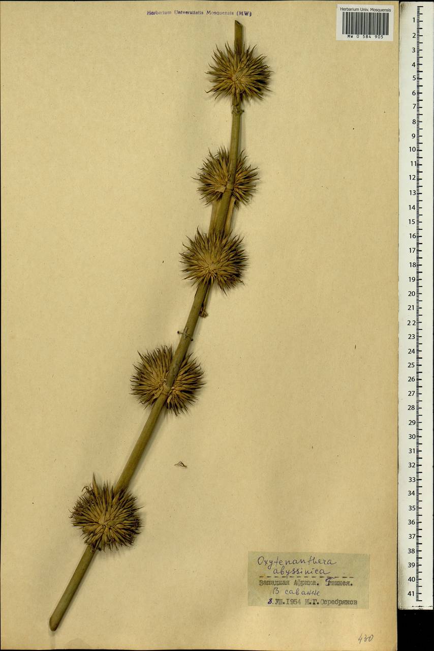 Oxytenanthera abyssinica (A.Rich.) Munro, Africa (AFR) (Guinea)