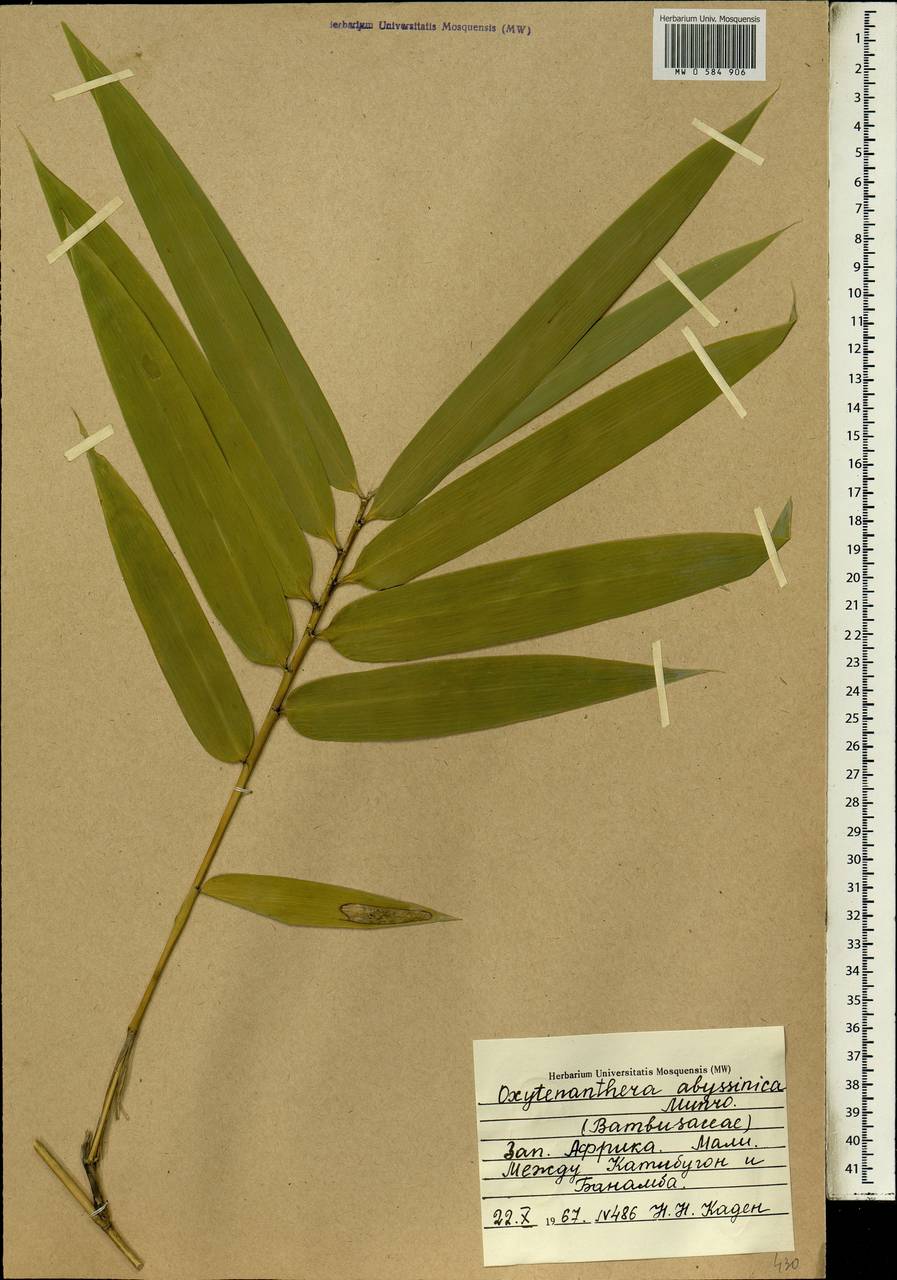 Oxytenanthera abyssinica (A.Rich.) Munro, Africa (AFR) (Mali)