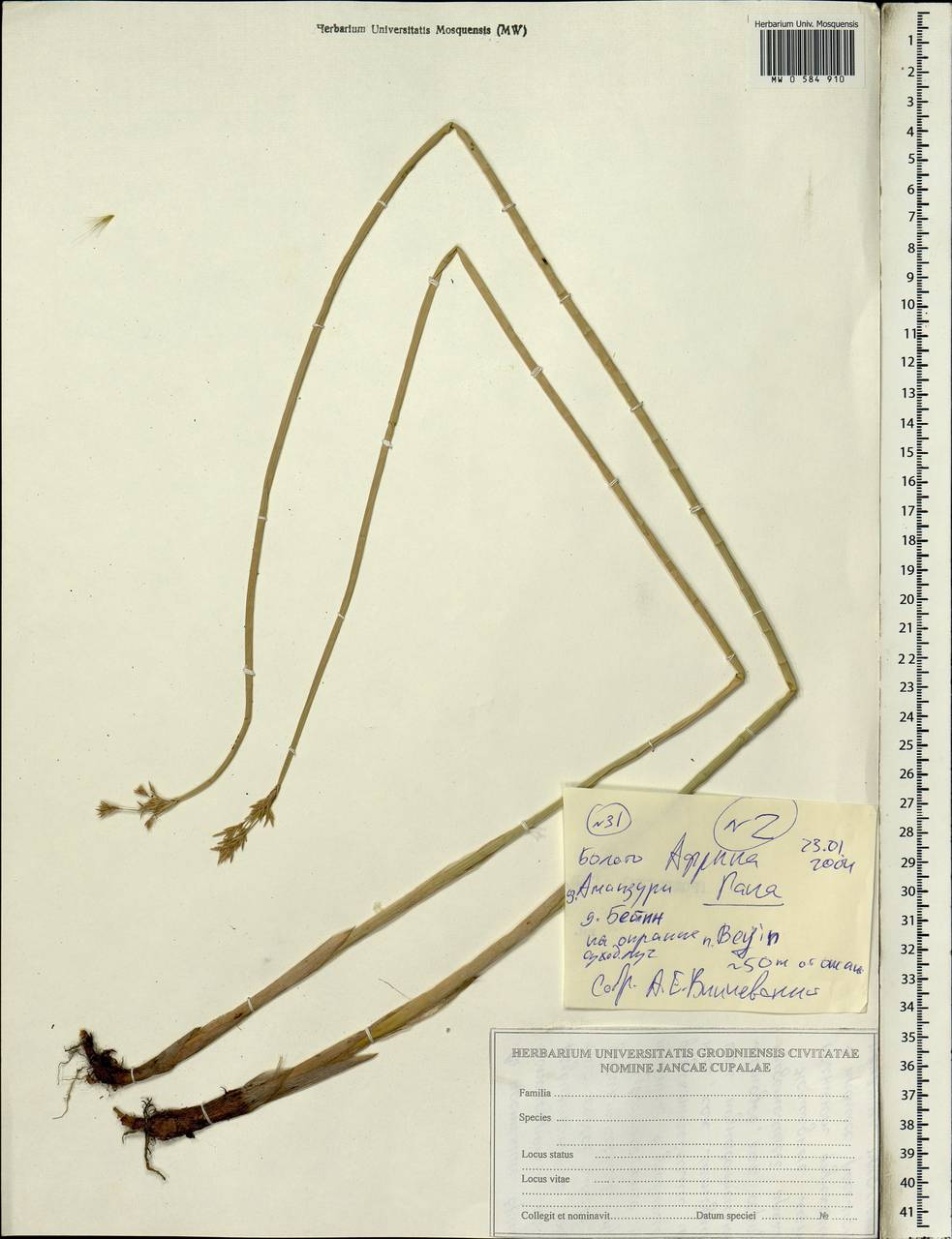 Cyperaceae, Africa (AFR) (Ghana)