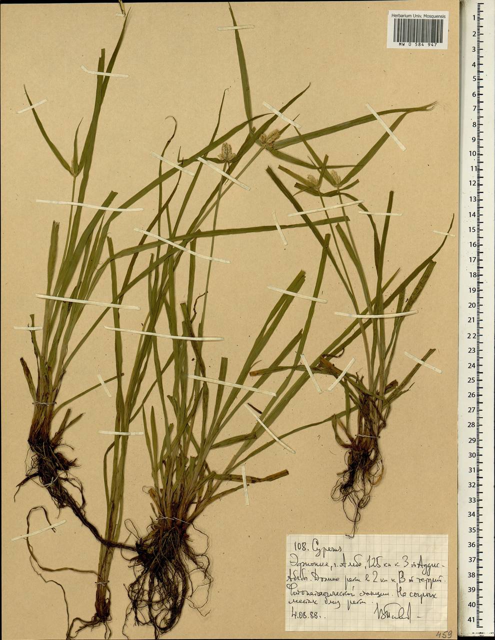 Cyperus, Africa (AFR) (Ethiopia)