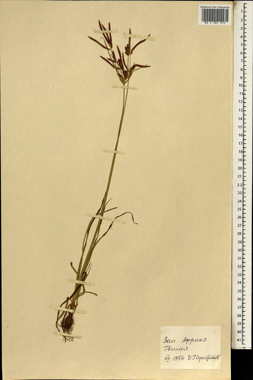 Cyperus, Africa (AFR) (Guinea)