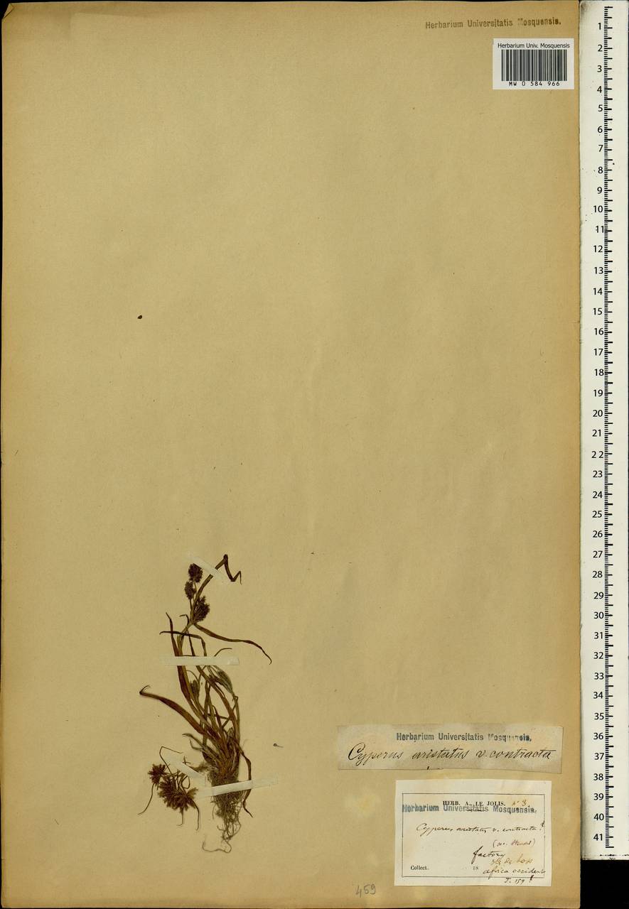 Cyperus squarrosus L., Africa (AFR) (Guinea)