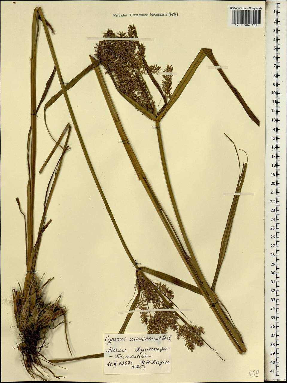 Cyperus digitatus subsp. auricomus (Sieber ex Spreng.) Kük., Africa (AFR) (Mali)