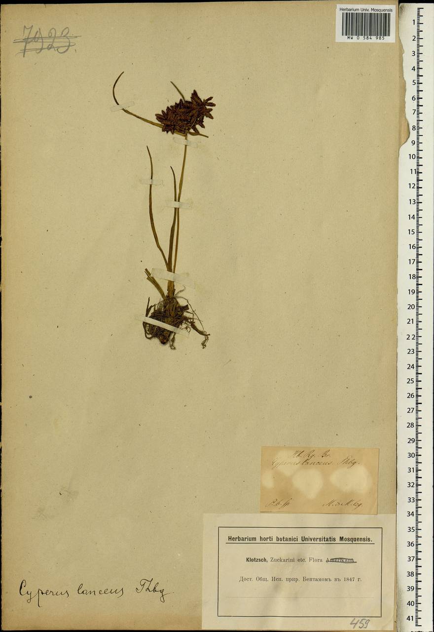 Pycreus nitidus (Lam.) J.Raynal, Africa (AFR) (South Africa)