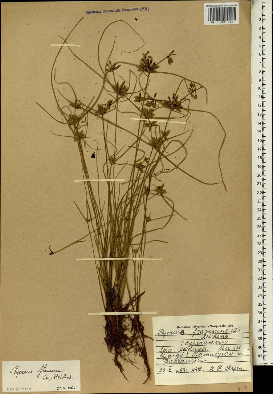 Cyperus flavescens L., Africa (AFR) (Mali)