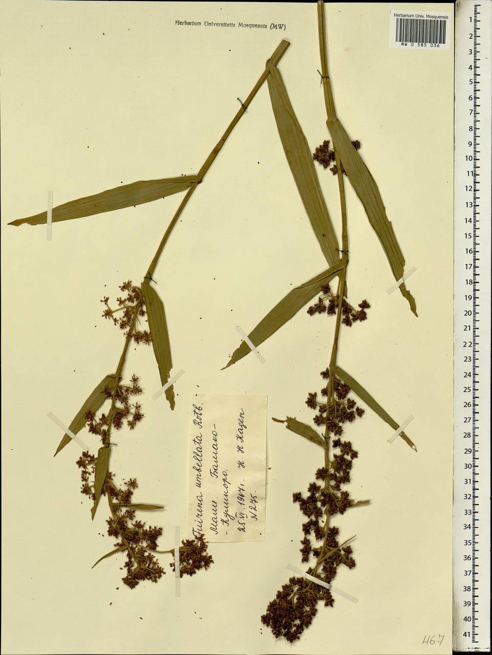 Fuirena umbellata Rottb., Africa (AFR) (Mali)