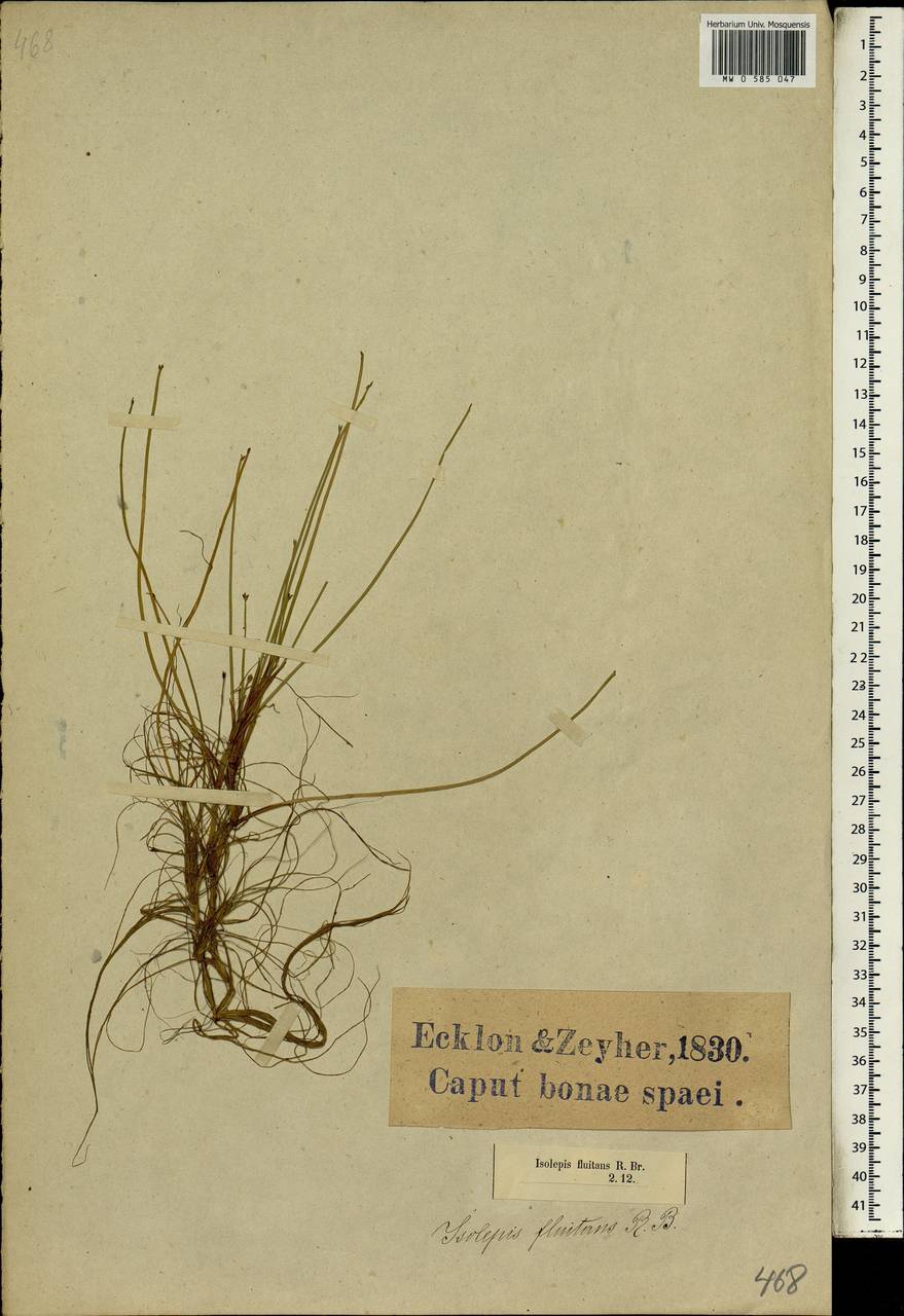 Isolepis fluitans (L.) R.Br., Africa (AFR) (South Africa)