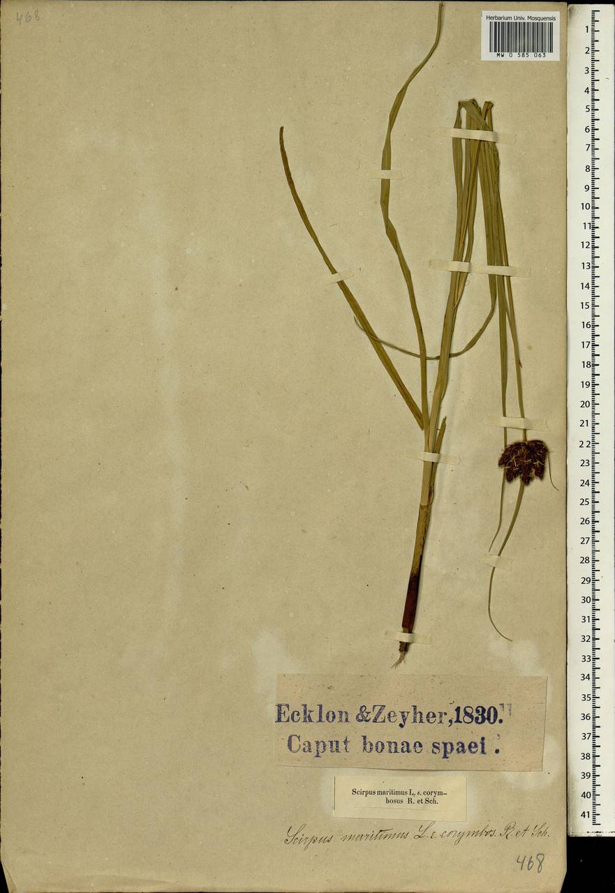 Bolboschoenus maritimus (L.) Palla, Africa (AFR) (South Africa)