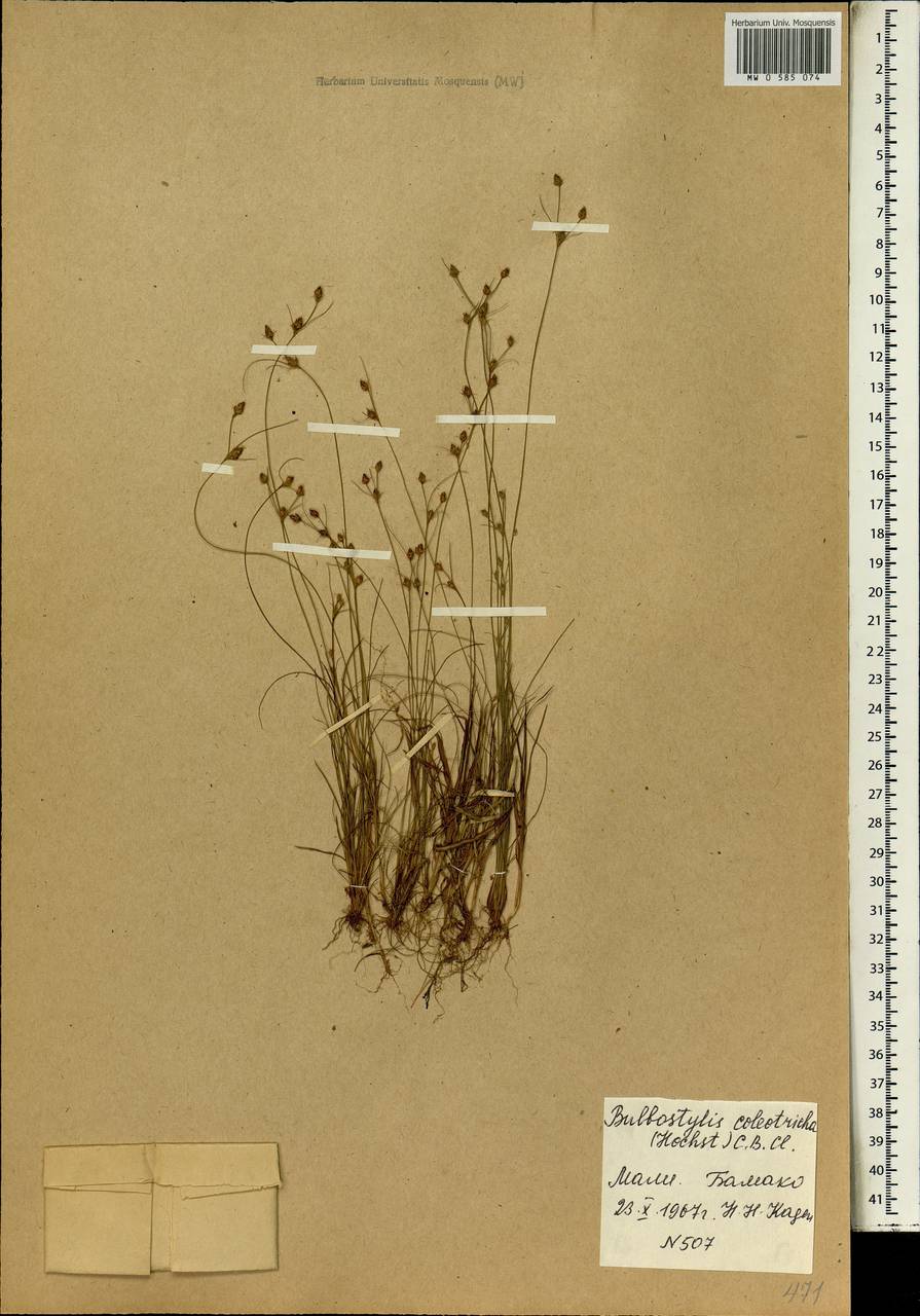 Bulbostylis coleotricha (Hochst. ex A.Rich.) C.B.Clarke, Africa (AFR) (Mali)