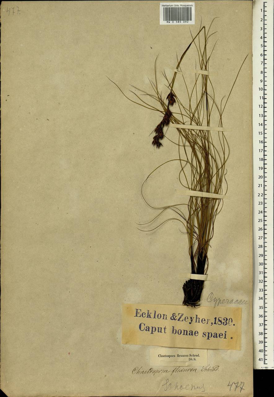 Tetraria flexuosa (Thunb.) C.B.Clarke, Africa (AFR) (South Africa)