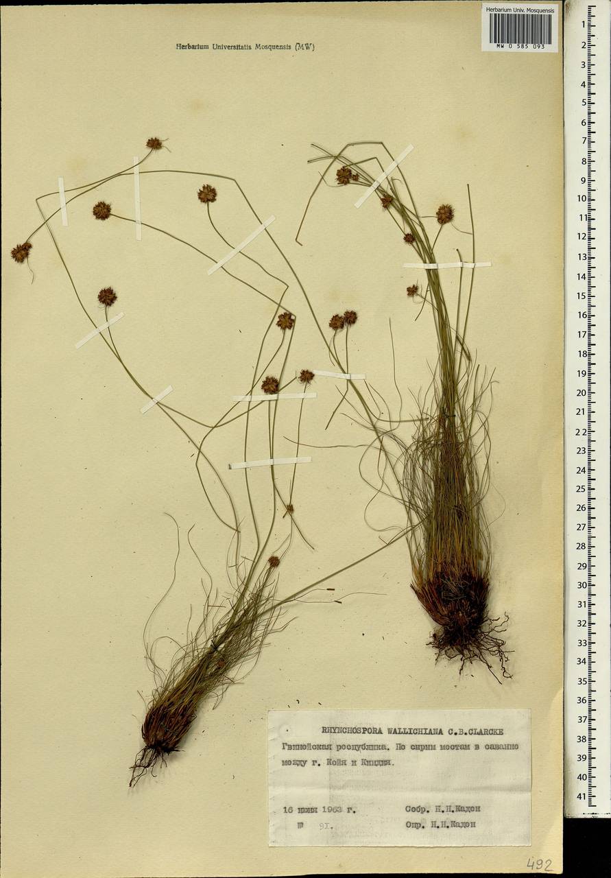 Rhynchospora rubra subsp. rubra, Africa (AFR) (Guinea)
