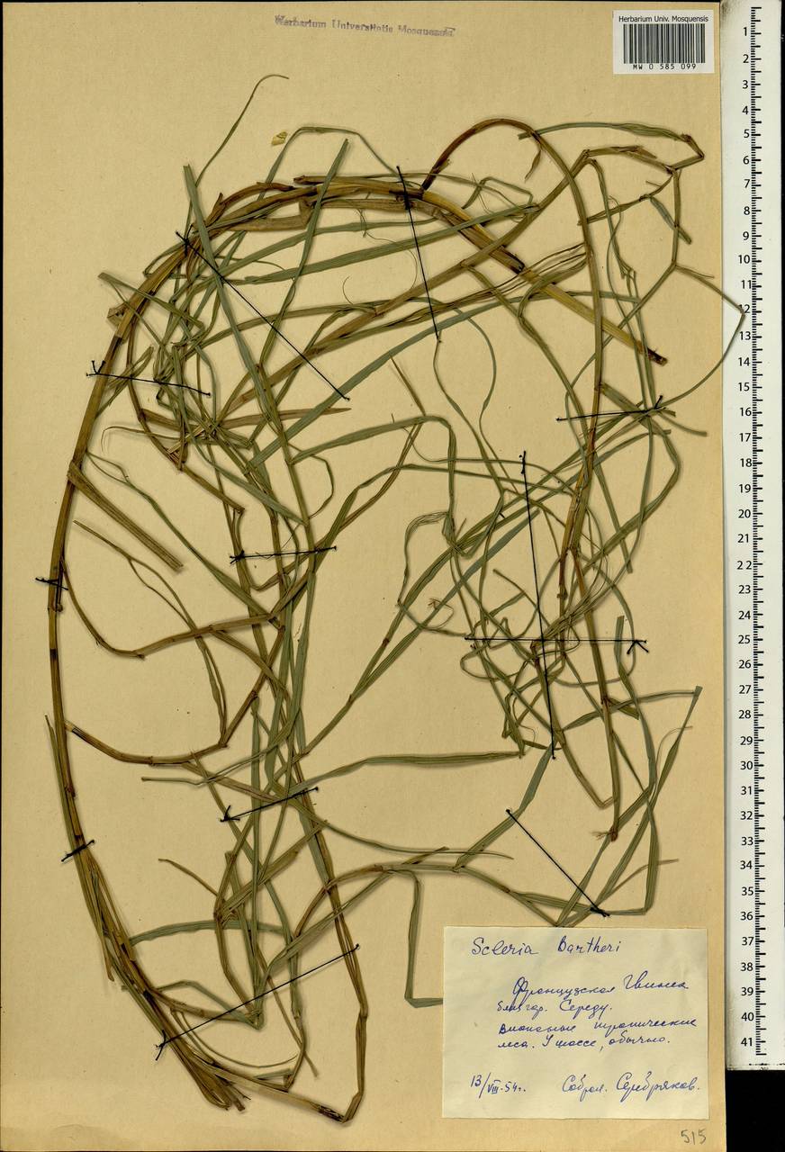 Scleria boivinii Steud., Africa (AFR) (Guinea)