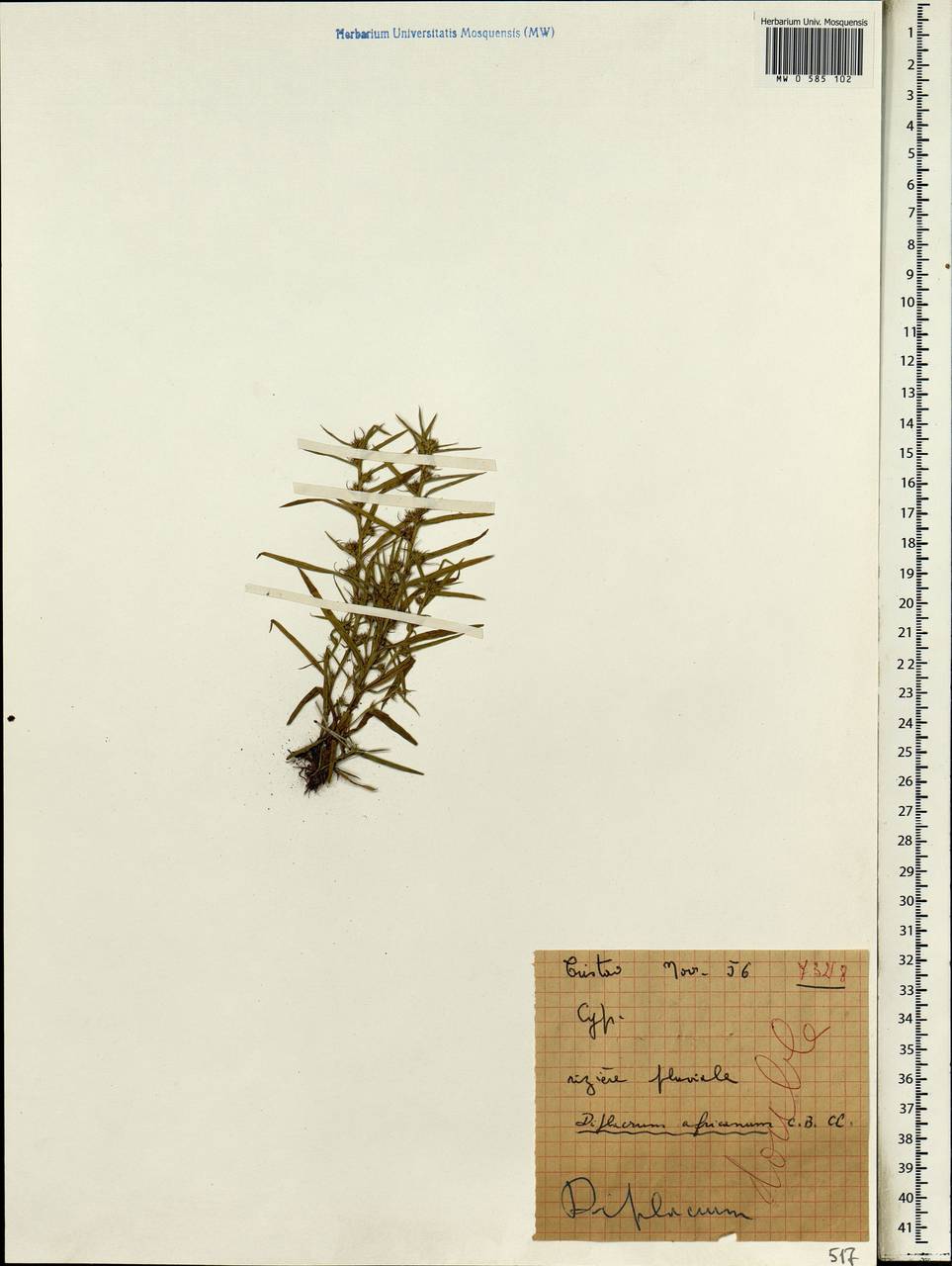 Diplacrum africanum (Benth.) C.B.Clarke, Africa (AFR)