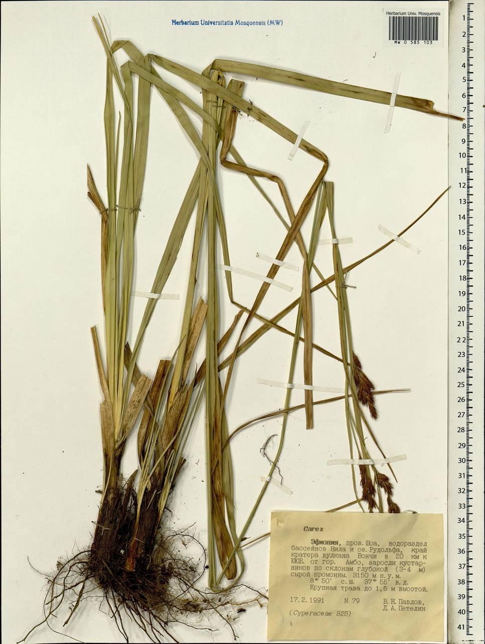 Carex, Africa (AFR) (Ethiopia)