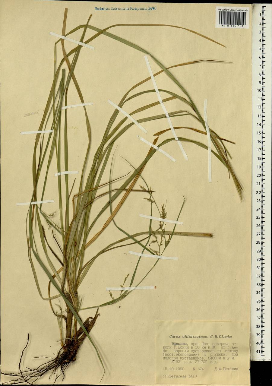 Carex chlorosaccus C.B.Clarke, Africa (AFR) (Ethiopia)
