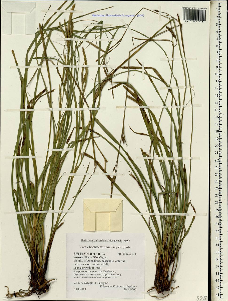 Carex hochstetteriana J.Gay ex Seub., Africa (AFR) (Portugal)