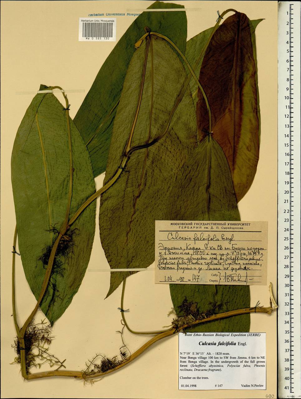Culcasia falcifolia Engl., Africa (AFR) (Ethiopia)
