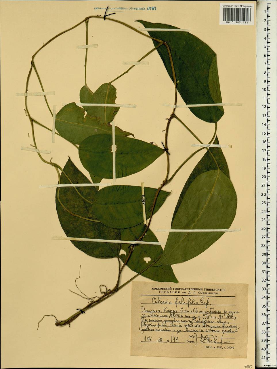 Culcasia falcifolia Engl., Africa (AFR) (Ethiopia)