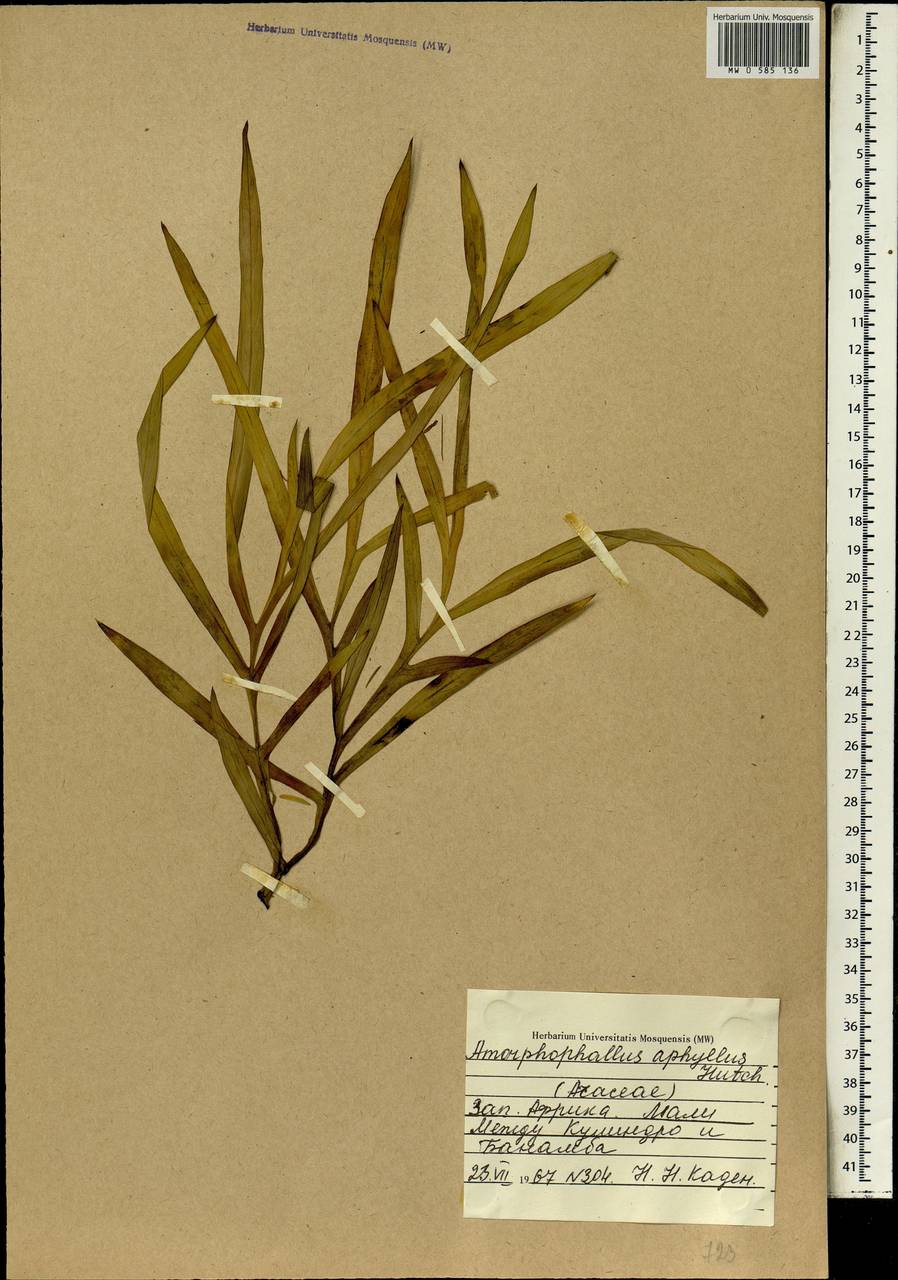 Amorphophallus aphyllus (Hook.) Hutch., Africa (AFR) (Mali)