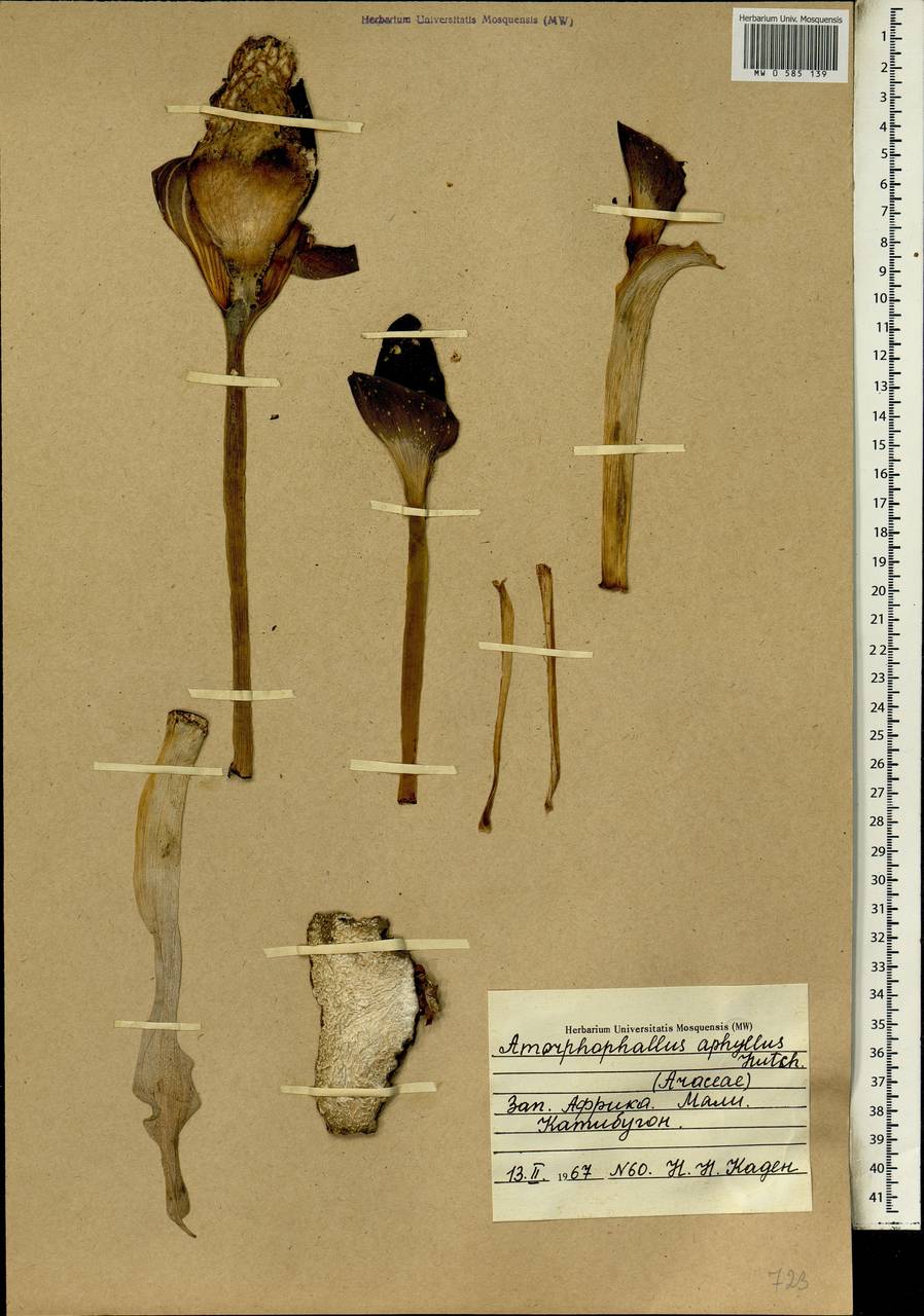 Amorphophallus aphyllus (Hook.) Hutch., Africa (AFR) (Mali)