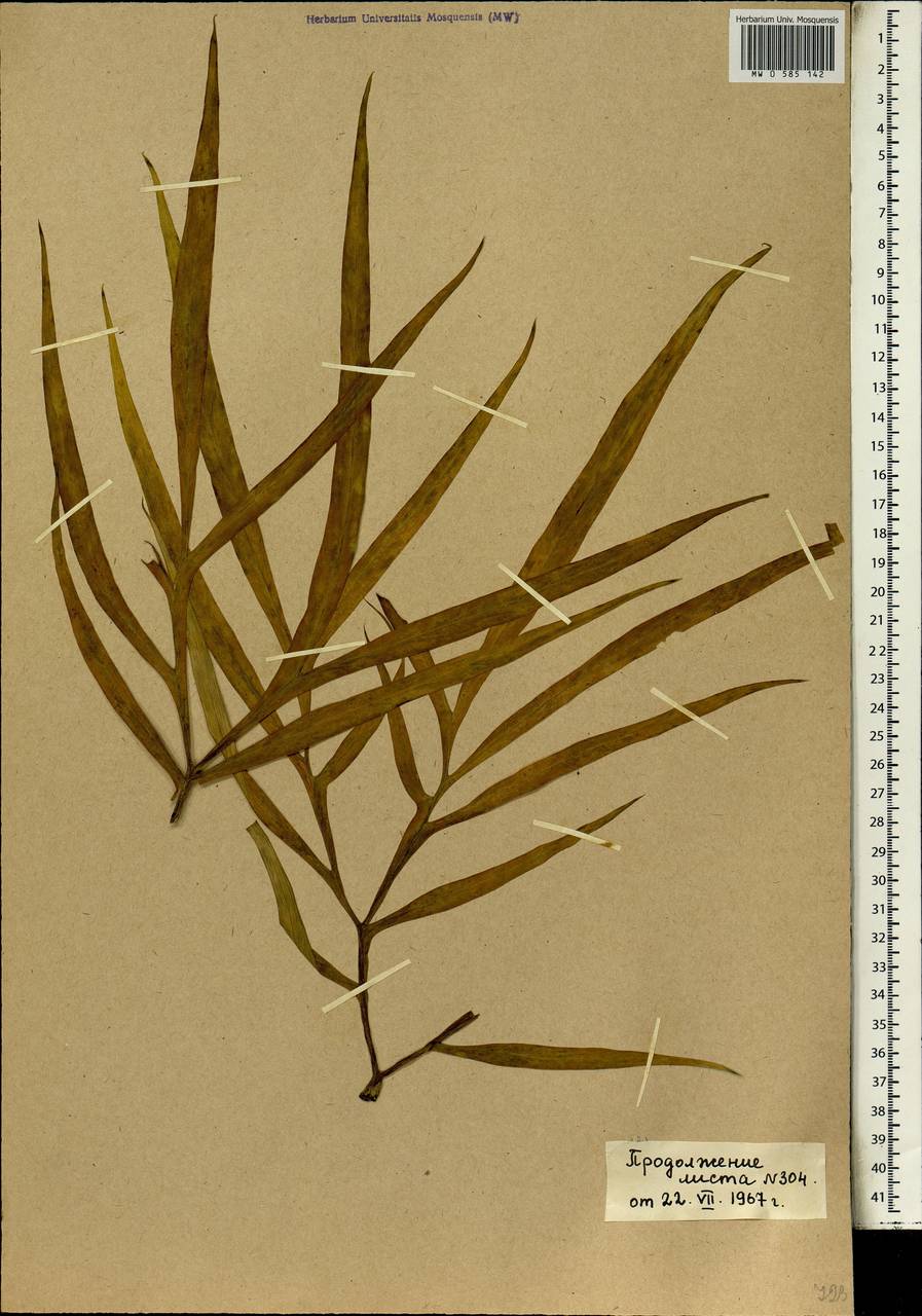 Amorphophallus aphyllus (Hook.) Hutch., Africa (AFR) (Mali)