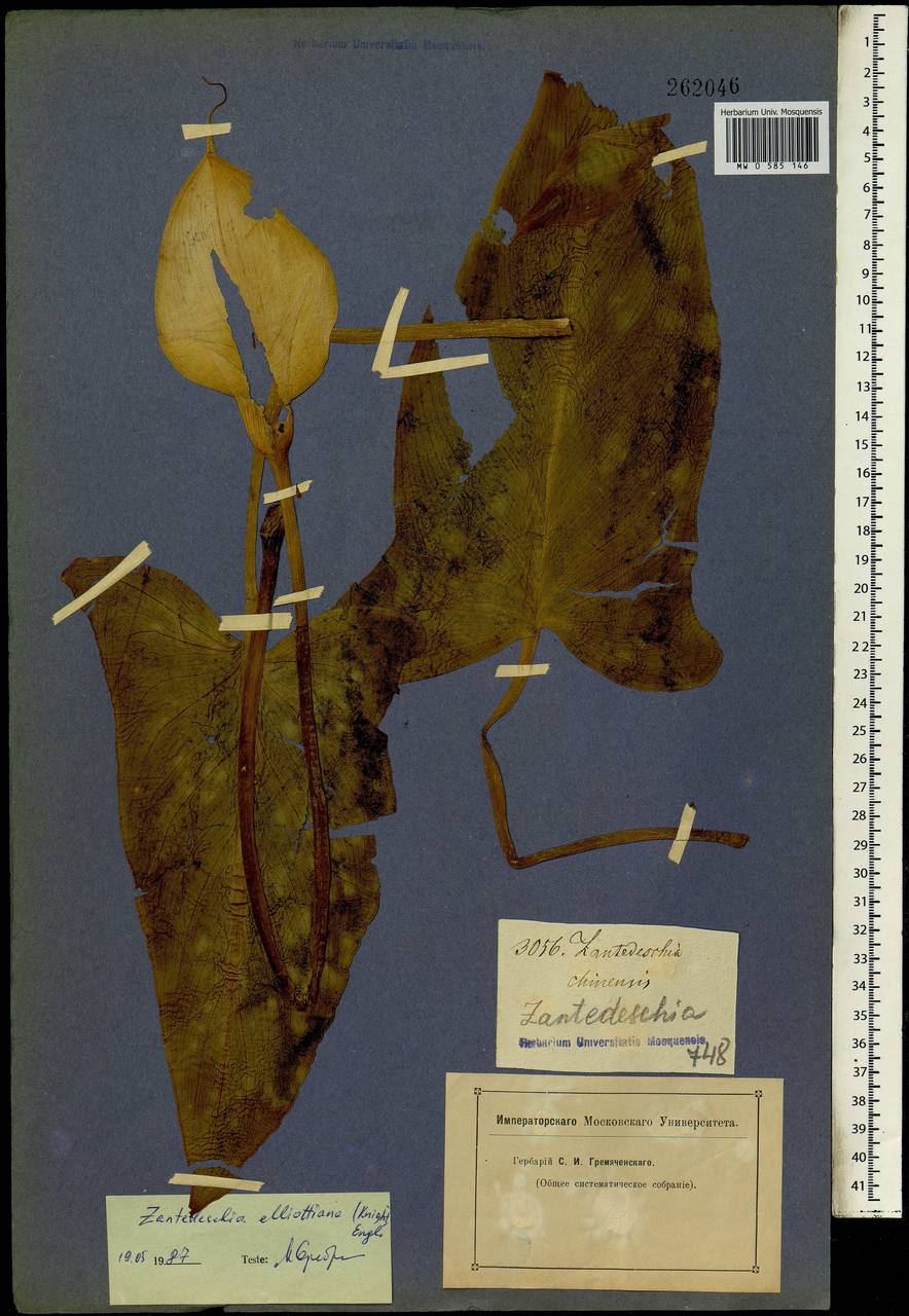 Zantedeschia elliottiana (W.Watson) Engl., Africa (AFR) (Not classified)