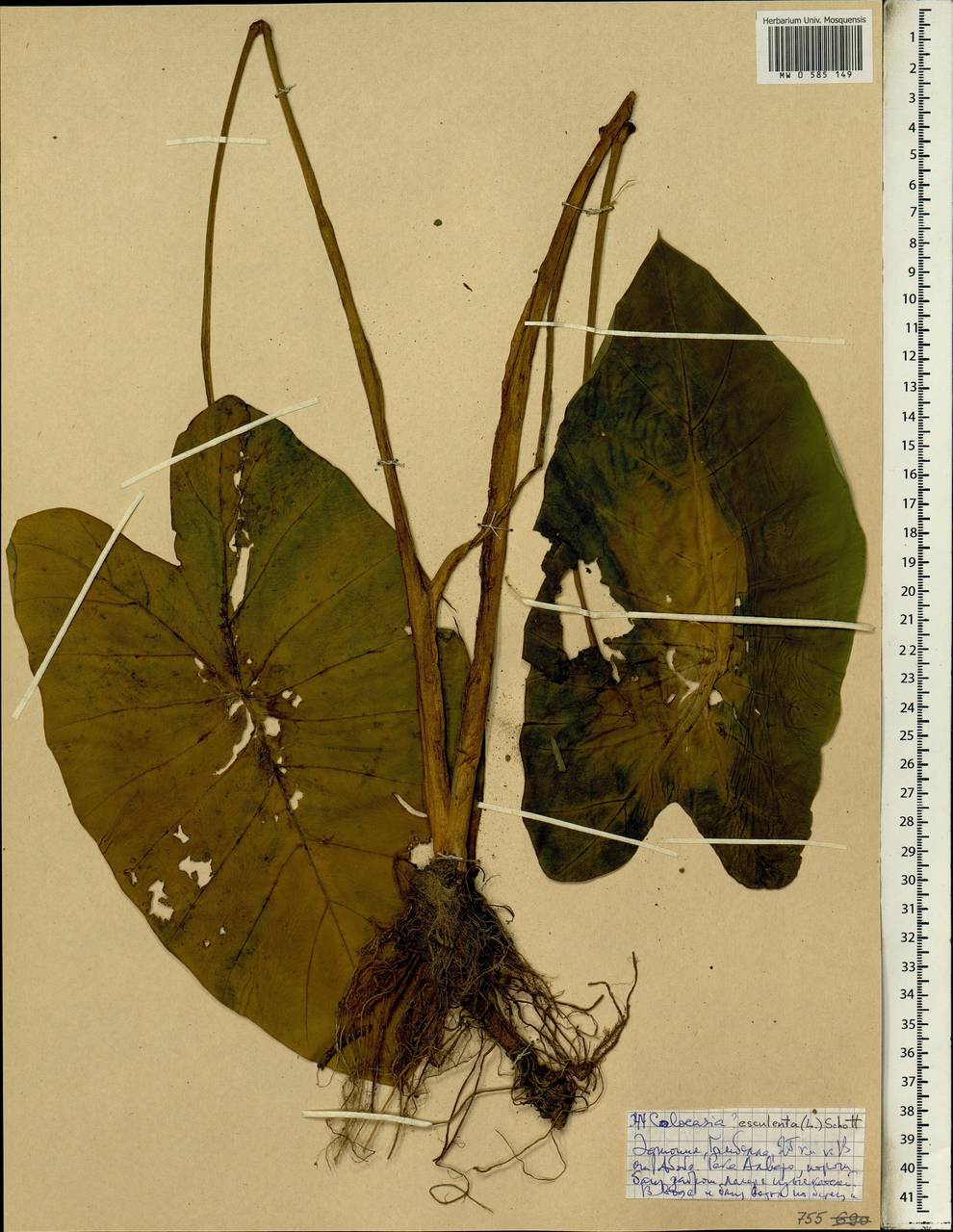 Colocasia esculenta (L.) Schott, Africa (AFR) (Ethiopia)