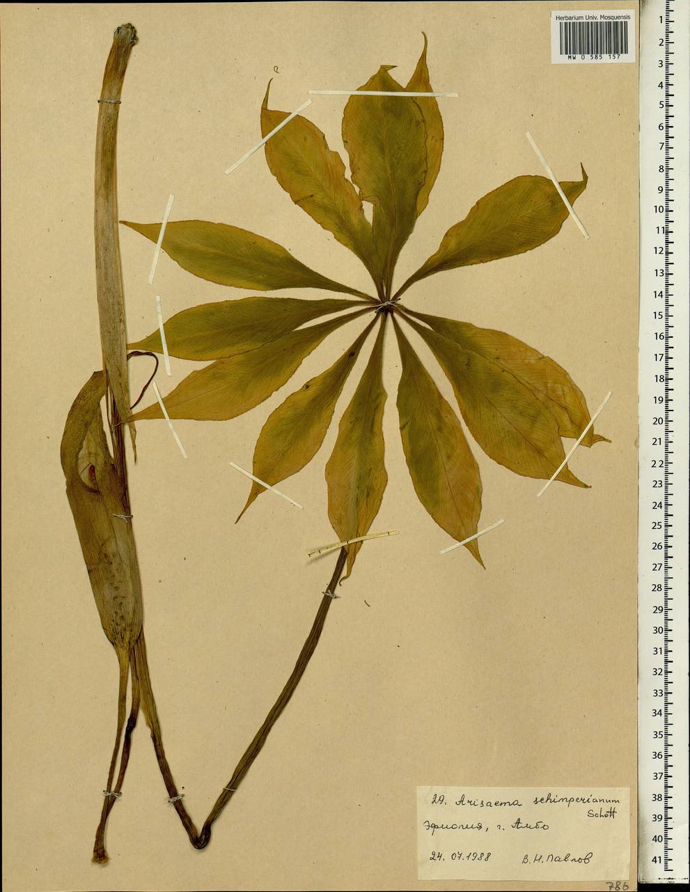 Arisaema schimperianum Schott, Africa (AFR) (Ethiopia)