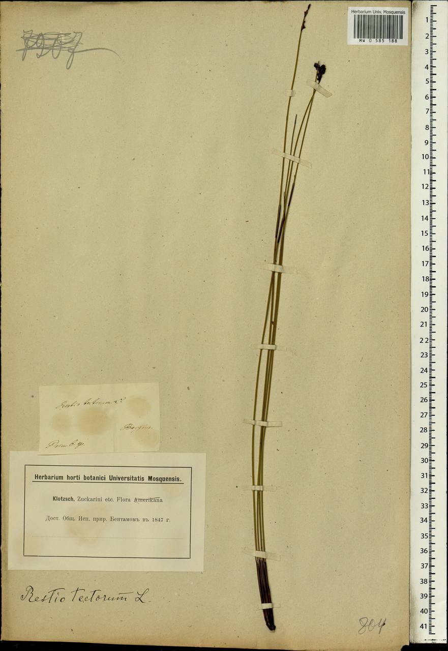Elegia tectorum (L.f.) Moline & H.P.Linder, Africa (AFR) (South Africa)