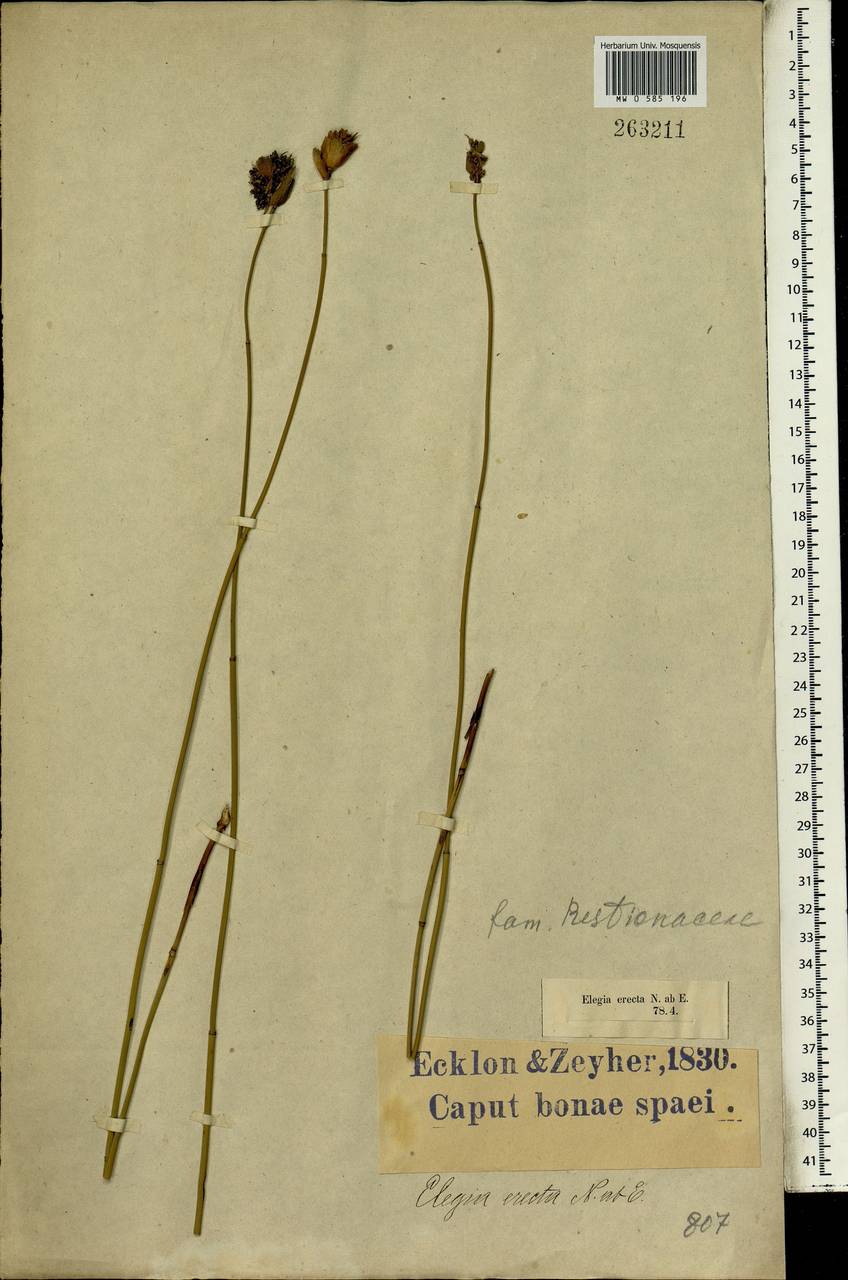 Elegia fistulosa Kunth, Africa (AFR) (South Africa)