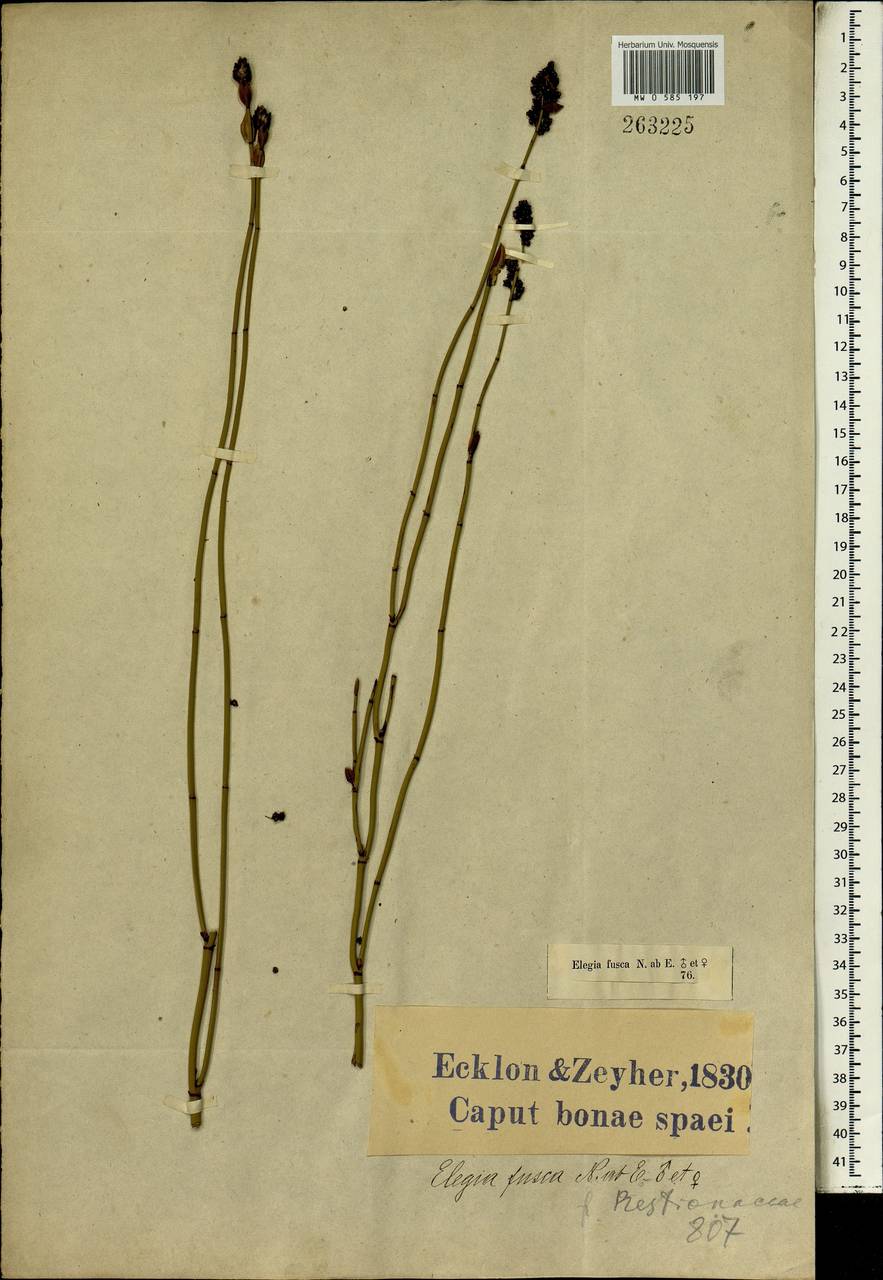 Elegia racemosa (Poir.) Pers., Africa (AFR) (South Africa)