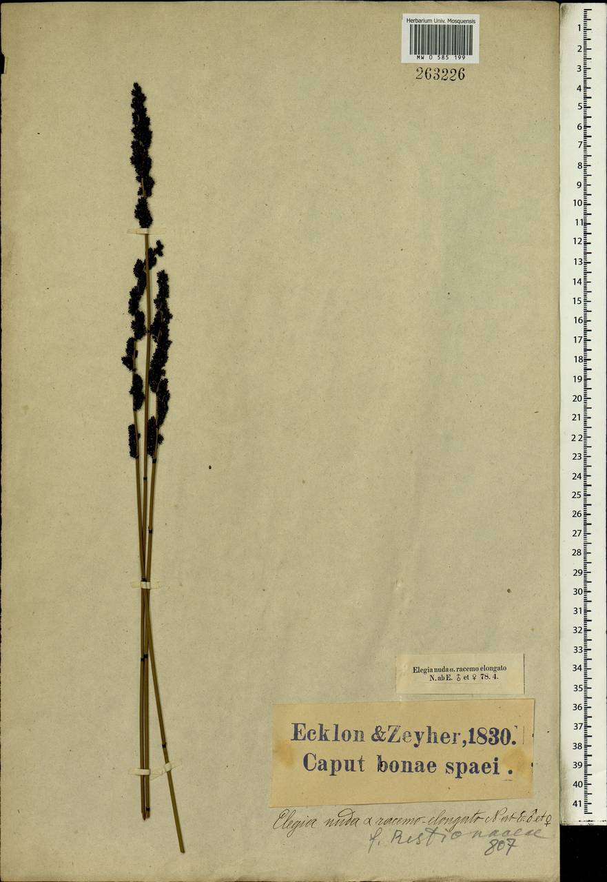 Elegia nuda (Rottb.) Kunth, Africa (AFR) (South Africa)