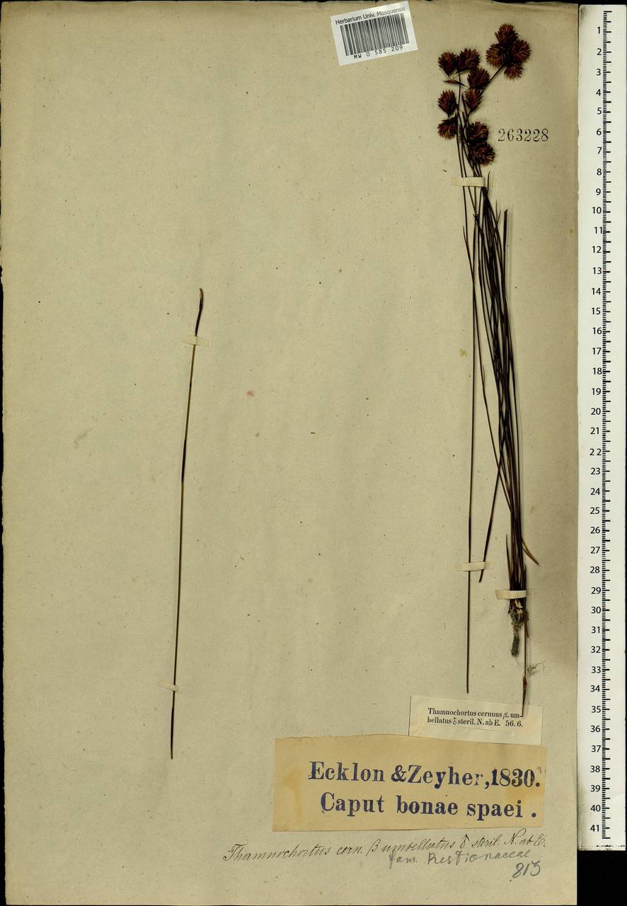 Staberoha cernua (L.f.) T.Durand & Schinz, Africa (AFR) (South Africa)