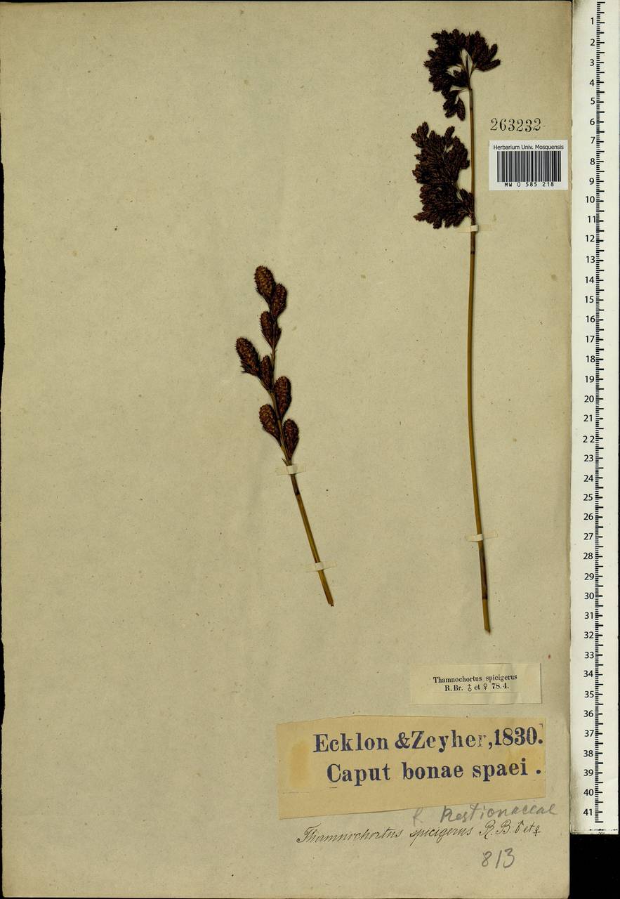 Thamnochortus spicigerus (Thunb.) Spreng., Africa (AFR) (South Africa)