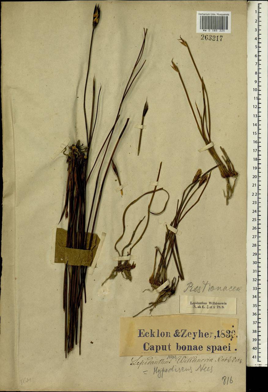 Hypodiscus willdenowia (Nees) Mast., Africa (AFR) (South Africa)