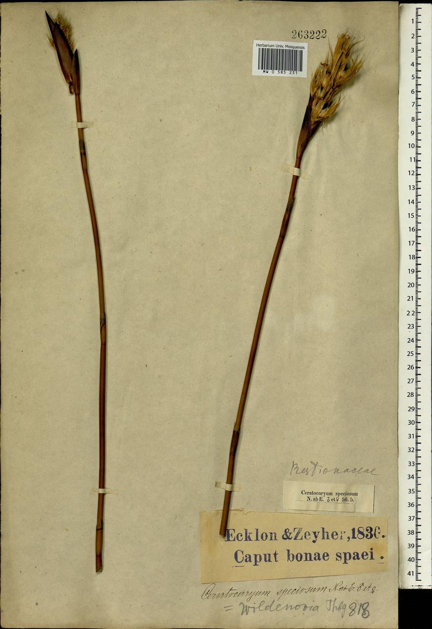 Ceratocaryum argenteum Nees ex Kunth, Africa (AFR) (South Africa)