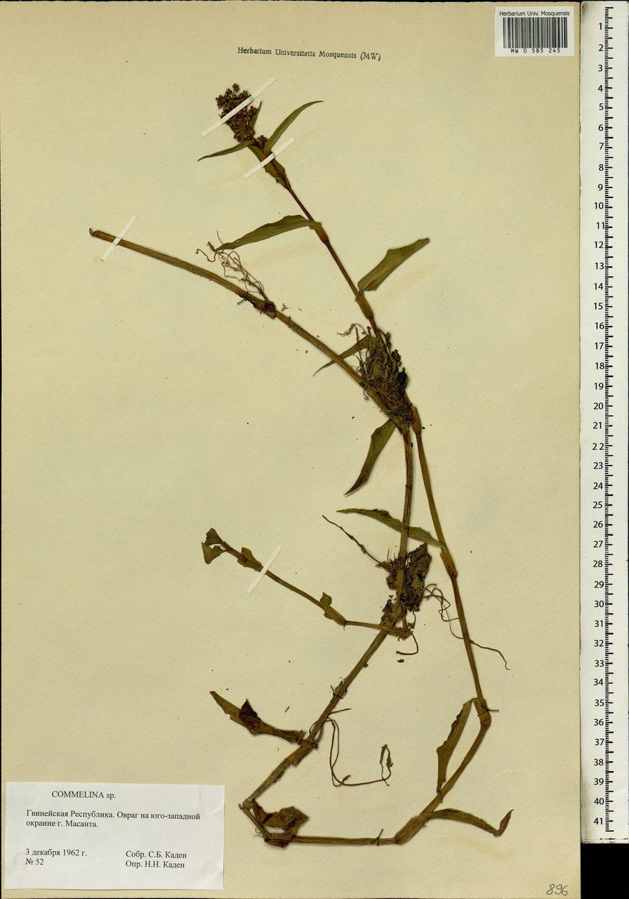 Commelina, Africa (AFR) (Guinea)