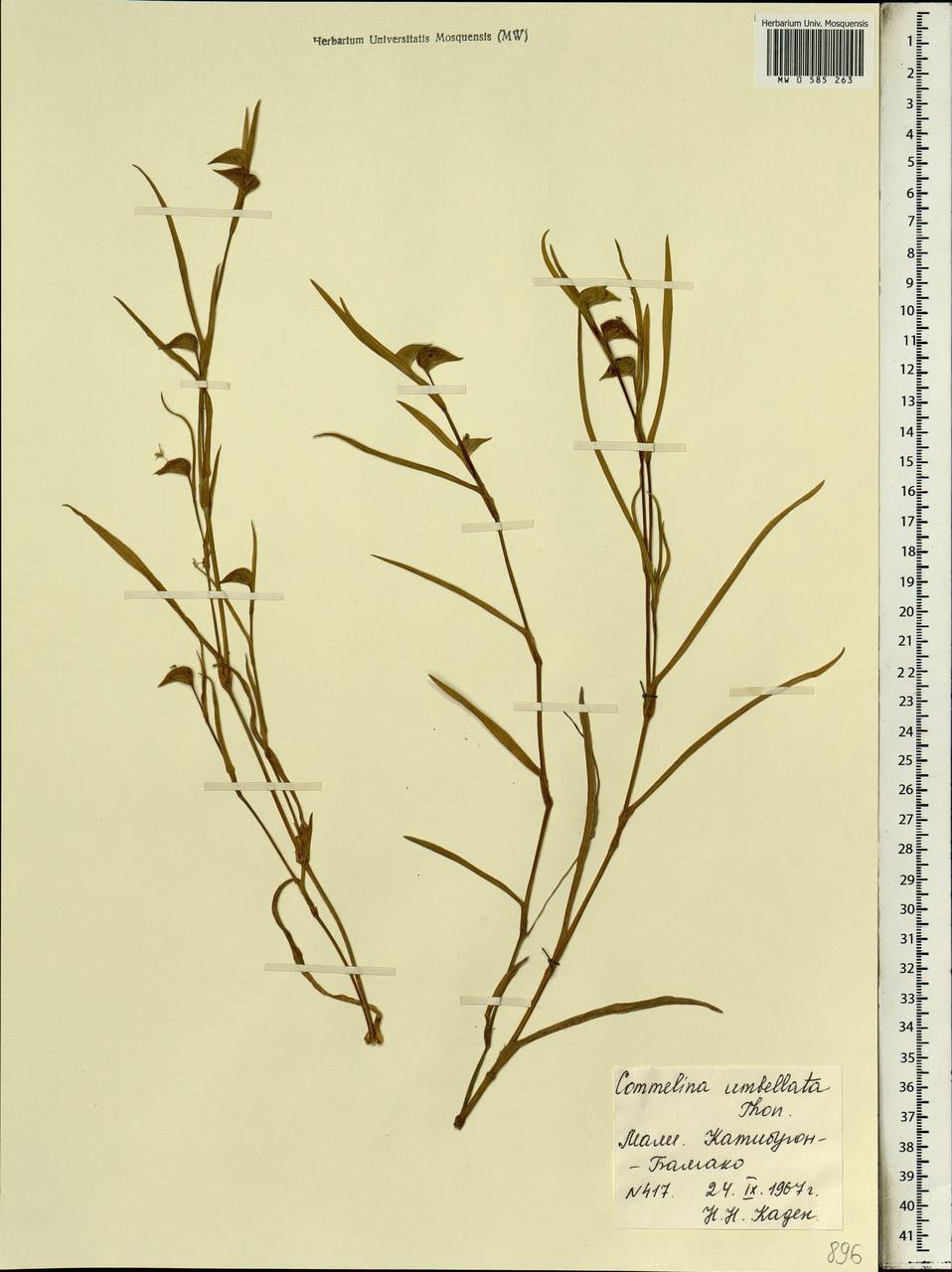 Commelina erecta L., Africa (AFR) (Mali)